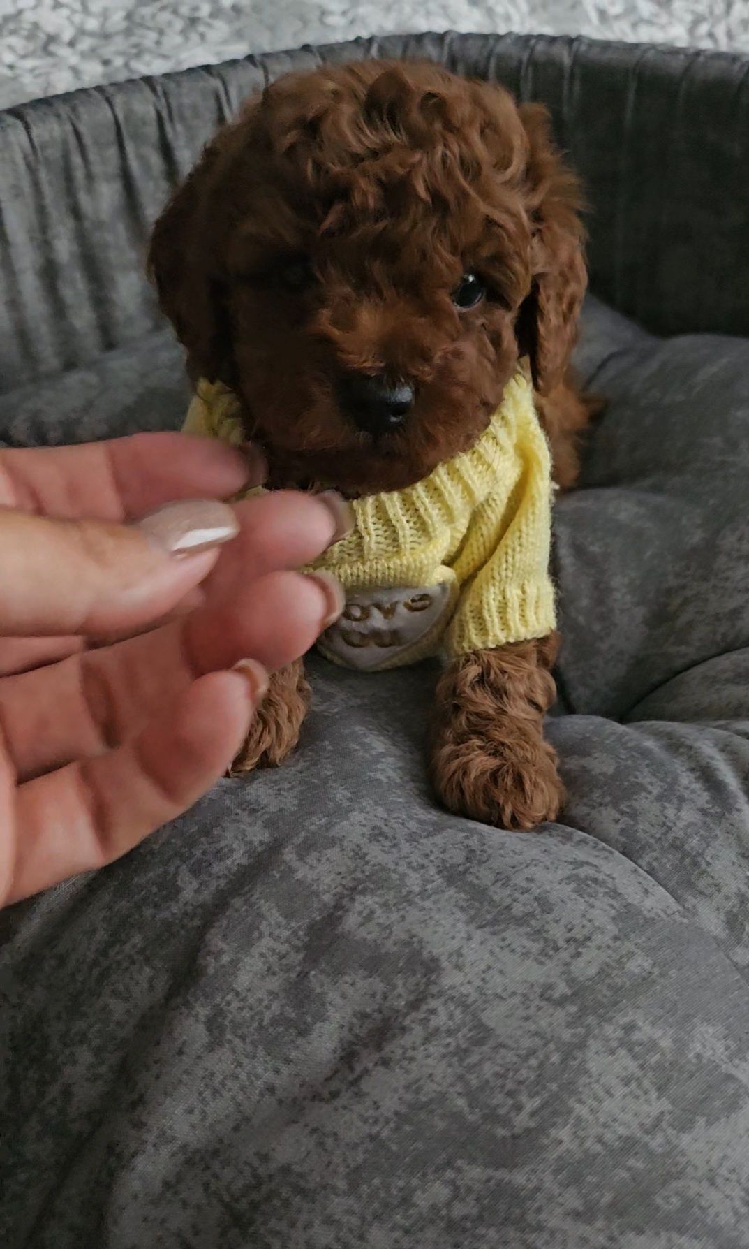 Пудел той/Toy poodle/с родословие