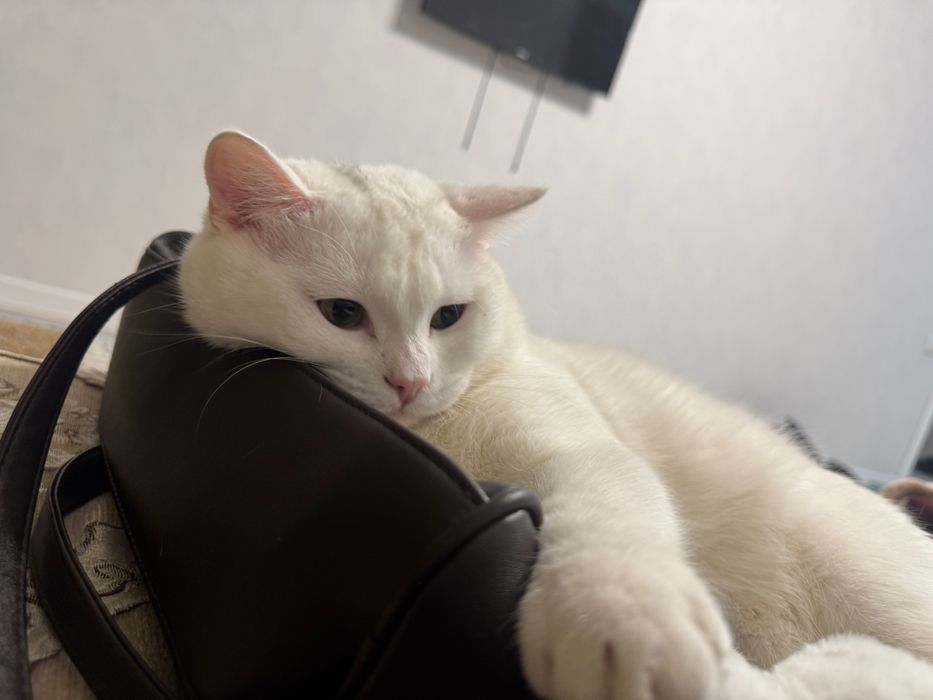 Британец хороший, ласковый