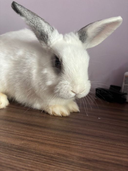 Продавам мини зайче