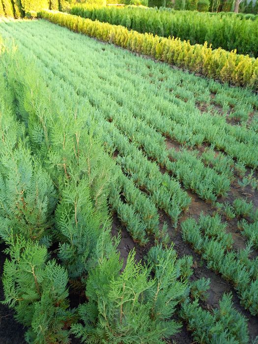 Tuia-thuja biota