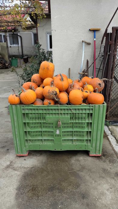 Bostan Halloween