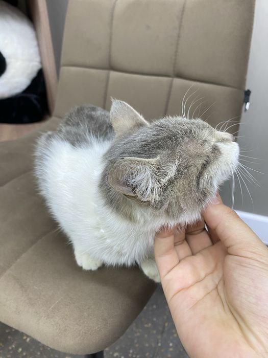 Котенок девочка