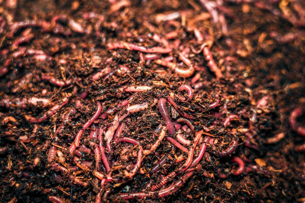 Râme Roșii de California – Pentru Vermicompost/Pescuit