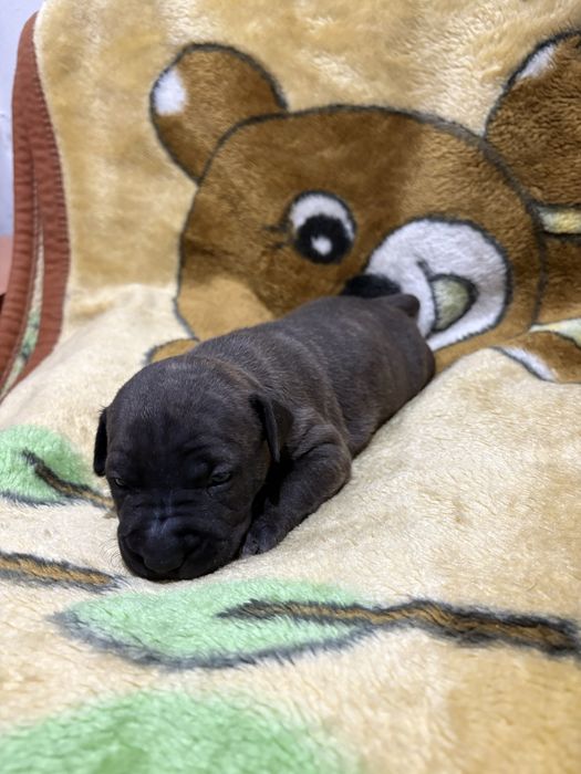 Бронь щенков питбуля