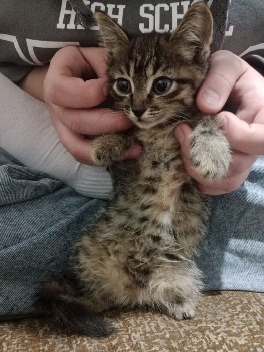 Котята девочки 1.5 месяцев