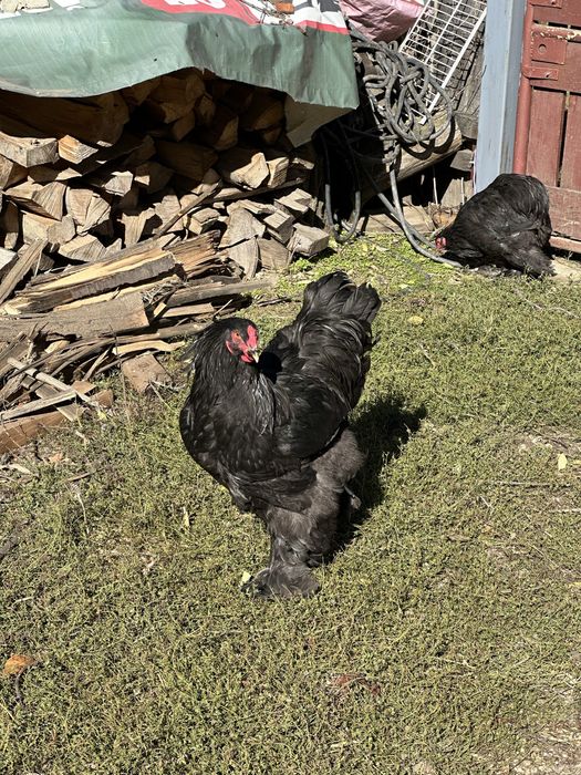 Disponibili cocosi brahma negru si boobat