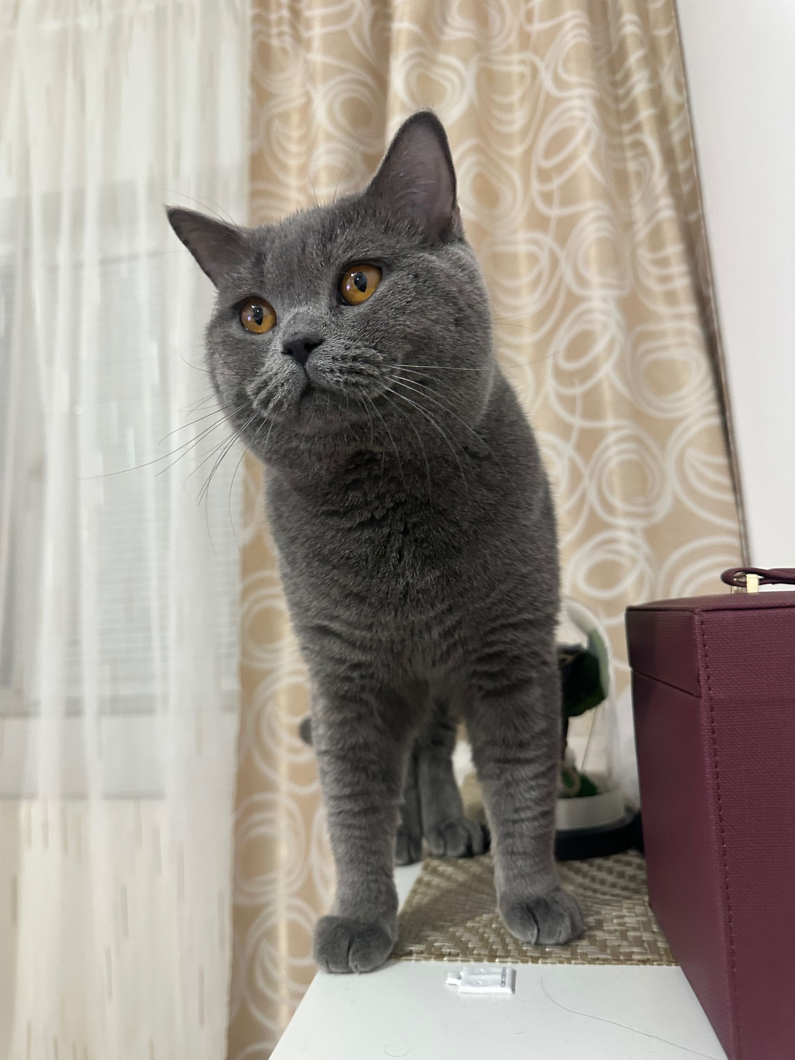 British shorthair