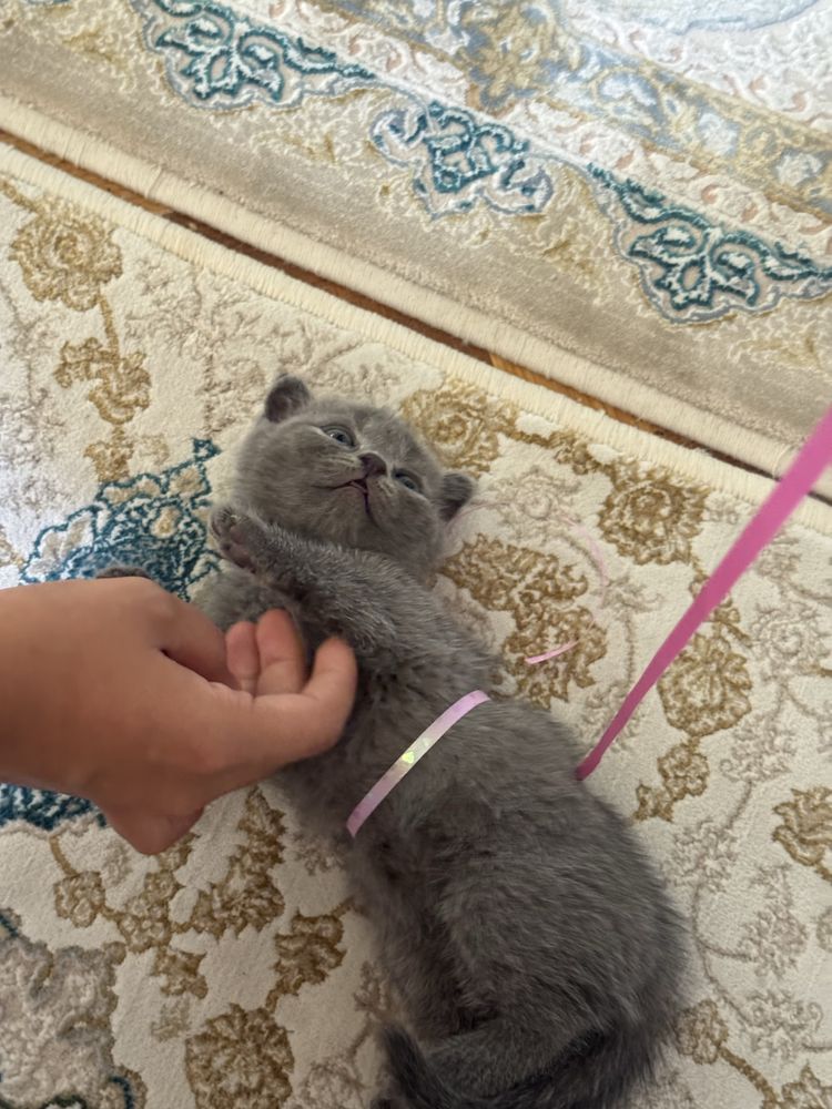 Кошка, скоттиш фолд
