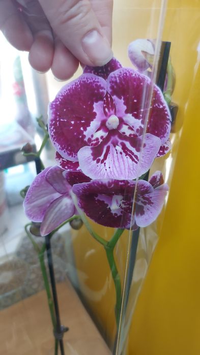 Продам    орхидеи