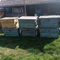 Schimb/vând stupi de albine