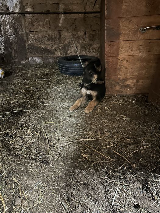 продается щенки немецкая овчарка