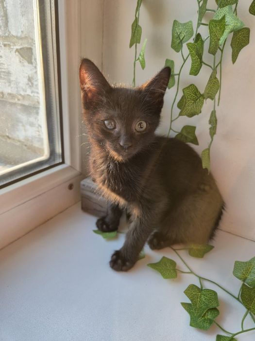 Ласковый котёнок