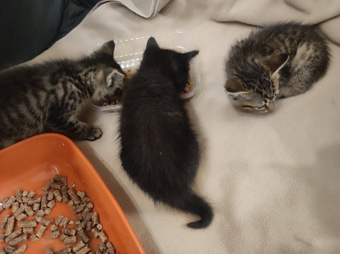Котята в добрые руки