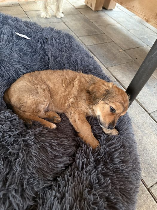 Donez 2 cățeluși unor iubitori de animale