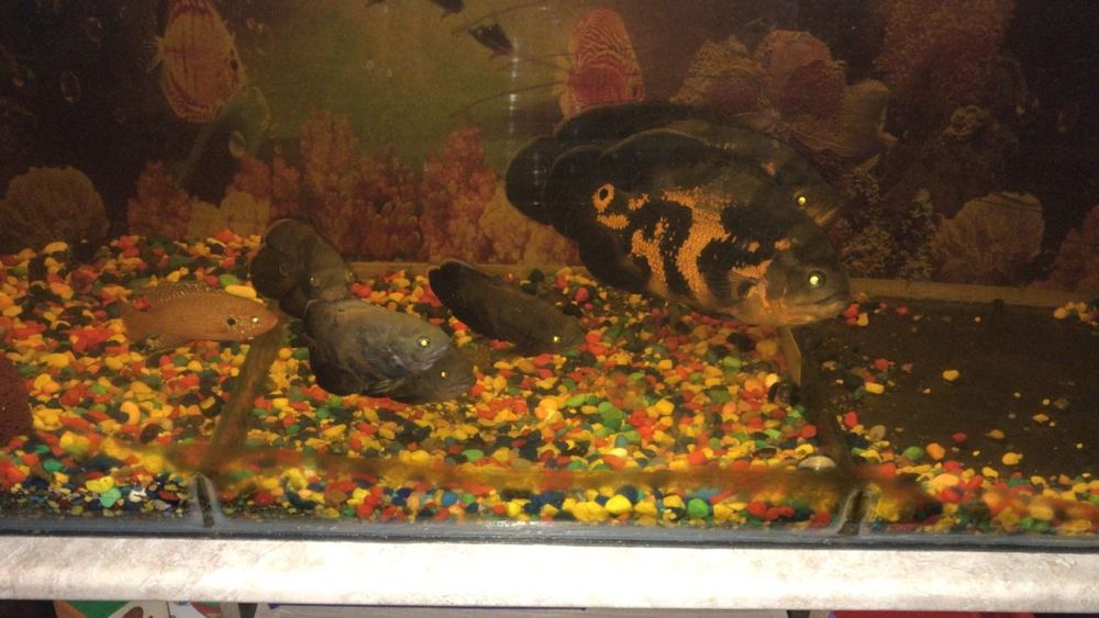 Продам аквариум