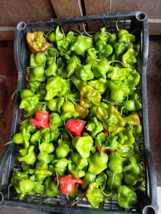 Продам перец горький колокольчик