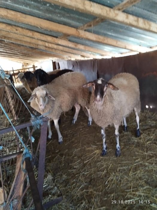 Агнета и шилета.