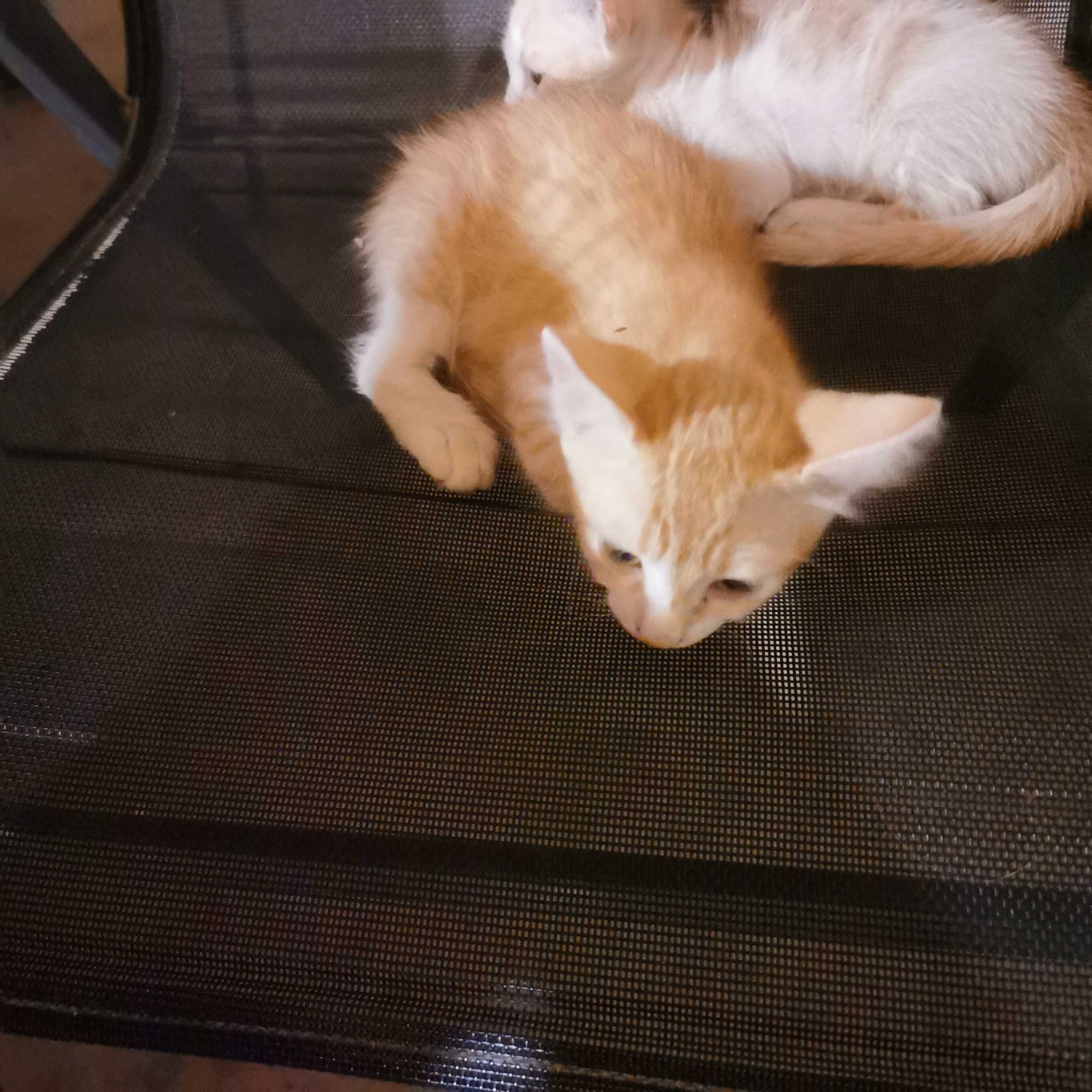 Котки котенца момиченца