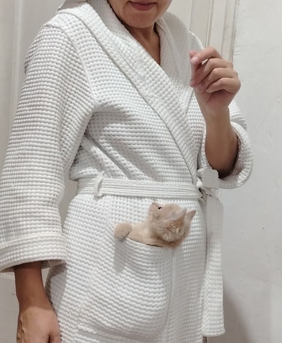 Отдам котят бесплатно