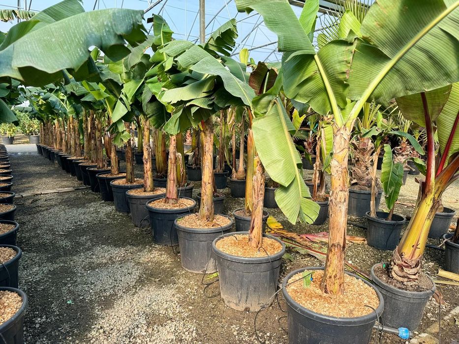 Bananier ( banan ) plante exotice in Romania