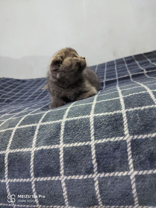 2 ойлик скотиш фолд киз бола тозза парода