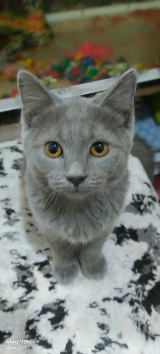 Britanskiy Mushukcha