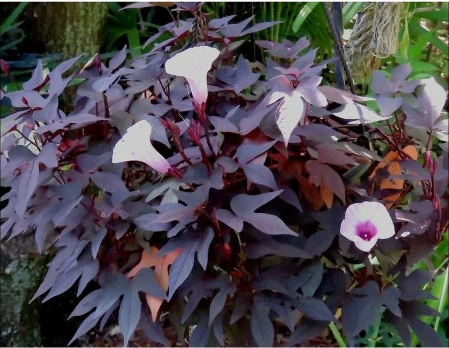 ИПОМЕЯ БАТАТ семейства вьюнковые