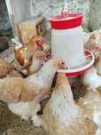 De vânzare familii brahma herminat deschis și lemon, negru