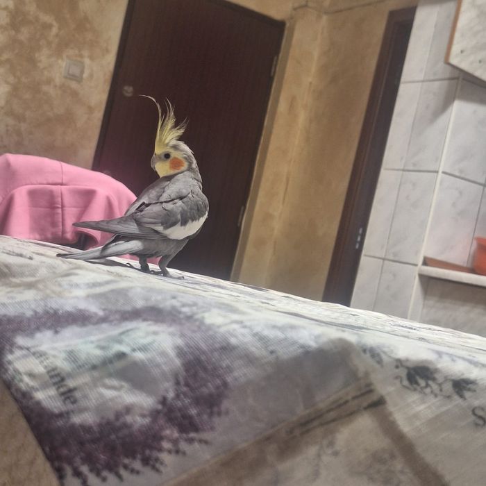 Papagal nimfa de vanzare