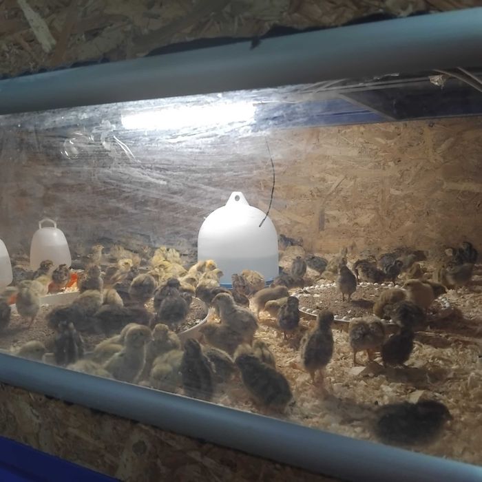 Продавам пъдпъдъци