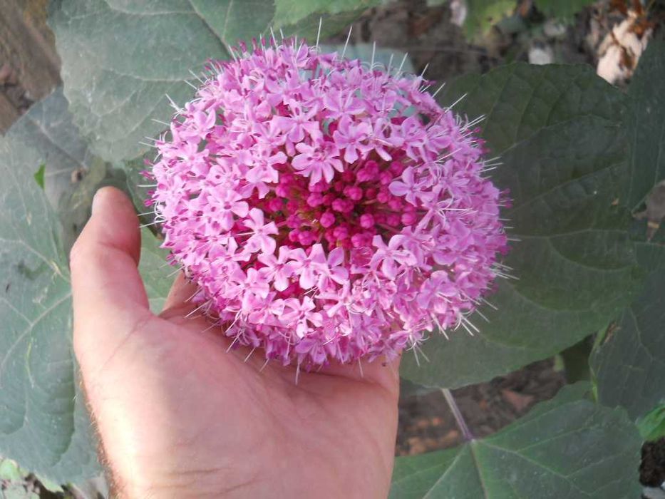 clerodendron bungei 30-40cm
