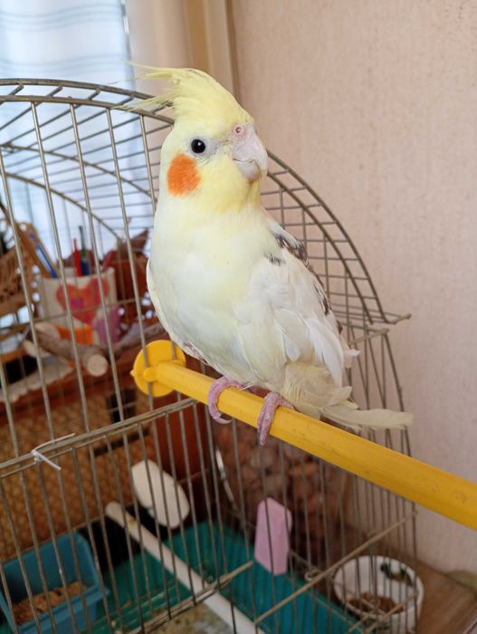 Продавам женска корела ръчно хранена .