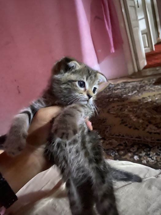 Шотландские фолд котята на продажу