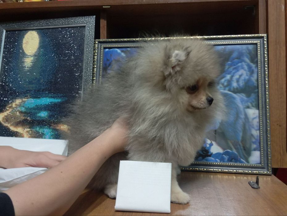 Щенок пом шпица.кобель.