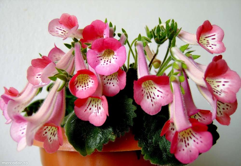 mini gloxinia- 10 bulbi culori mixte 95Ron /set posta inclusa,.