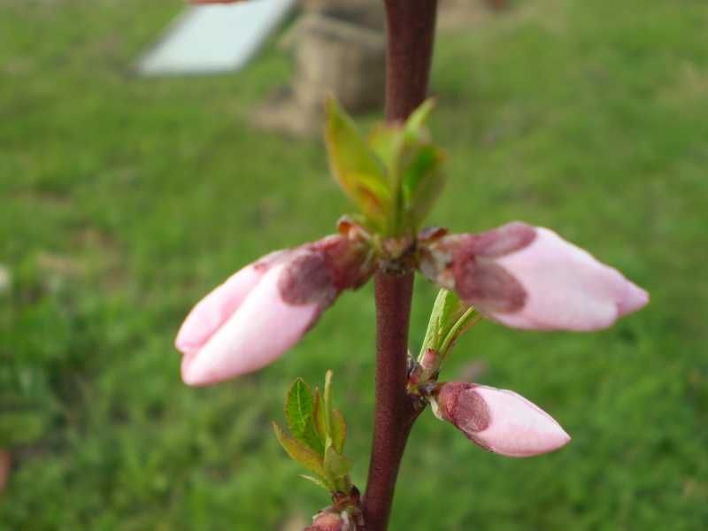Ашладисване, озеленяване около Елхово, Ямбол, Бургас