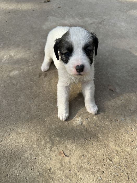 Щенки дворняшки гончии