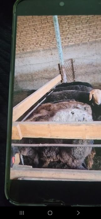 Assalomu aleykum 
Kimlarga qanaqa zarurAssalamu aleyykum atlar uc