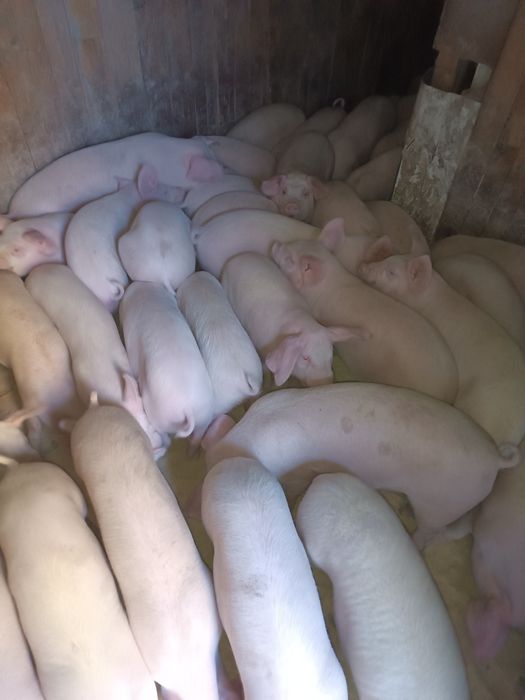 Малки прасета за продан