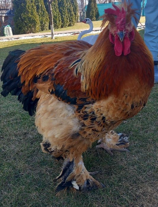 Vând cocos brahma