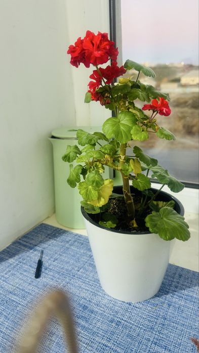 Продам цветок комнатное растение герань