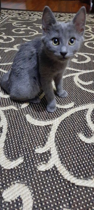 Donez pisici metis Albastru de Rusia