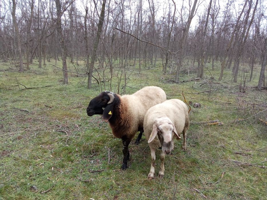 Vând berbeci 2 ani jumătate