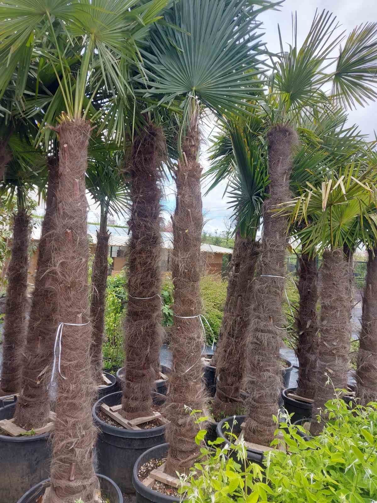 Студоустойчиви палми Трахикарпус (Trachycarpus fortunei