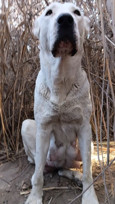 Chopon kuchuklar sotiladi