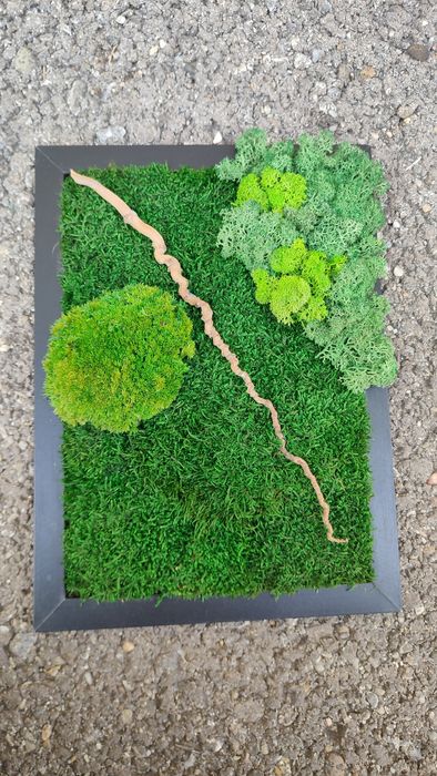 Tablou cu mușchi si licheni stabilizati