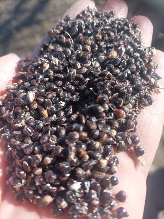 Jugari uruglik uchun