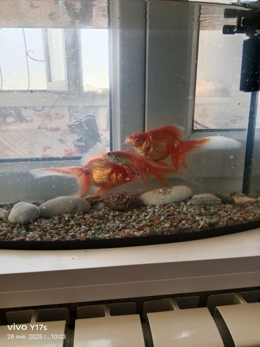 Продаю аквариум и рыба