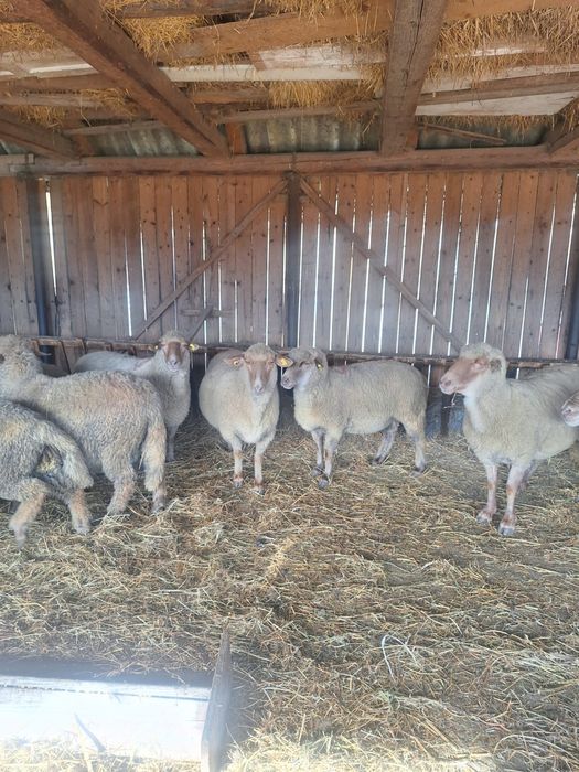 Vând oi reformă rasa Țigaie Ruginie