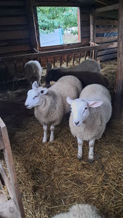 Vand berbecuți texel